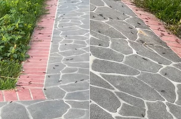 公園出現不少馬陸。(圖/翻攝自爆料公社臉書)