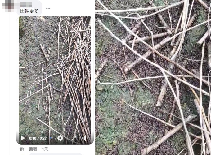 有網友分享田裡更多。(圖/翻攝自爆料公社臉書)