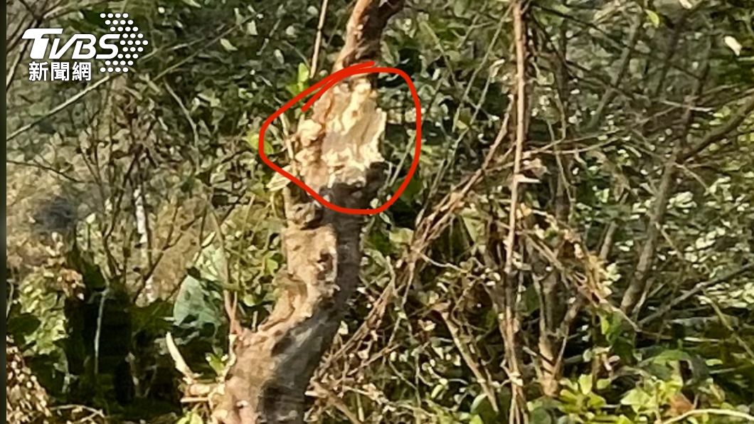墾丁國家公園內清除雜樹  包商好壞不分全部通殺