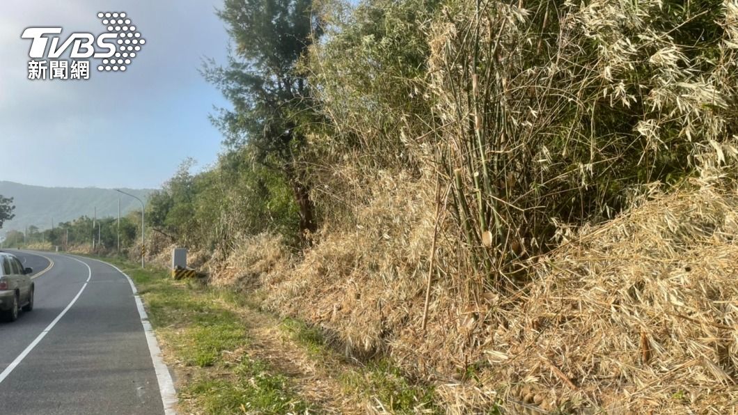 遭亂砍的白樹仔與恆春厚殼樹 修剪後隨便棄置
