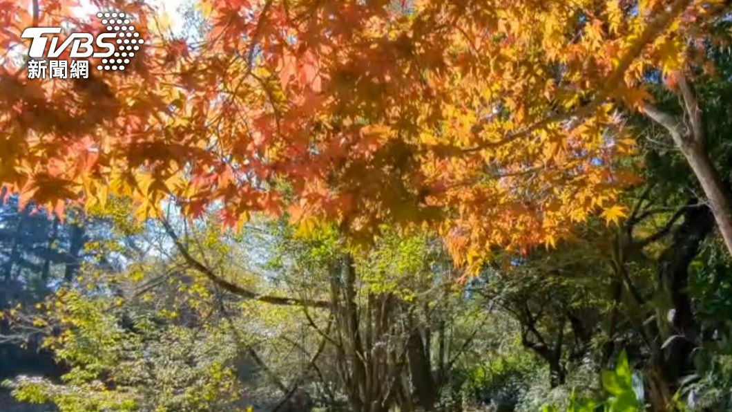 秋高氣爽！台中福壽山農場楓葉紅了　訂房率達9成