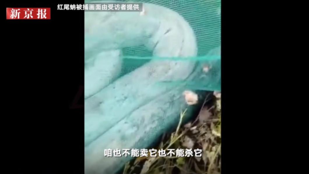 該名男子將池塘抽乾發現魚塘裡有一隻巨蛇。（圖／翻攝自微博）