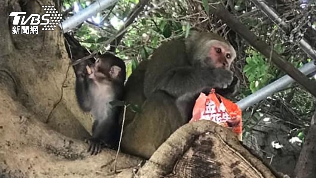 2隻獼猴出沒湖口偷民眾食物 新竹縣府:可通報驅趕