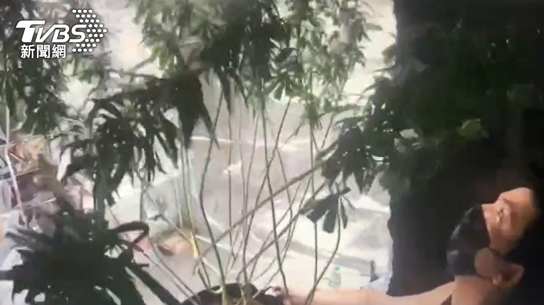 警方在顏男住處內查扣大麻盆栽母樹。（圖／TVBS）