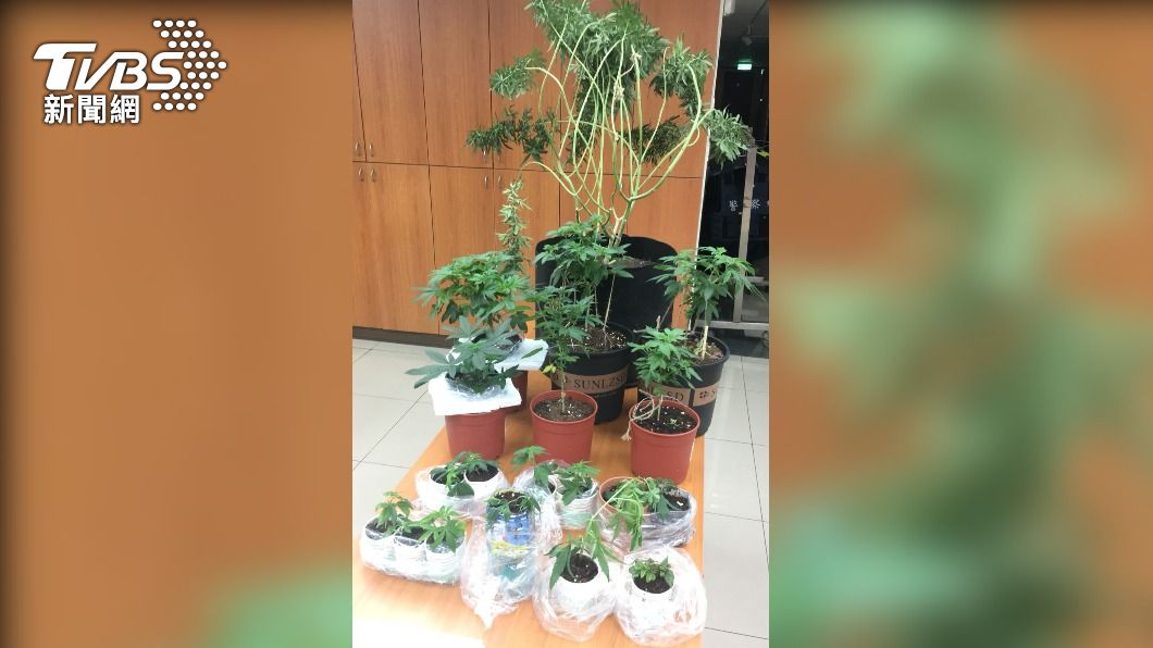 警方查扣大麻植株。（圖／TVBS）
