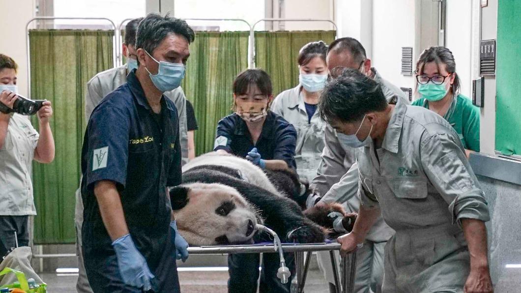 貓熊團團生病。（圖／台北市立動物園提供）