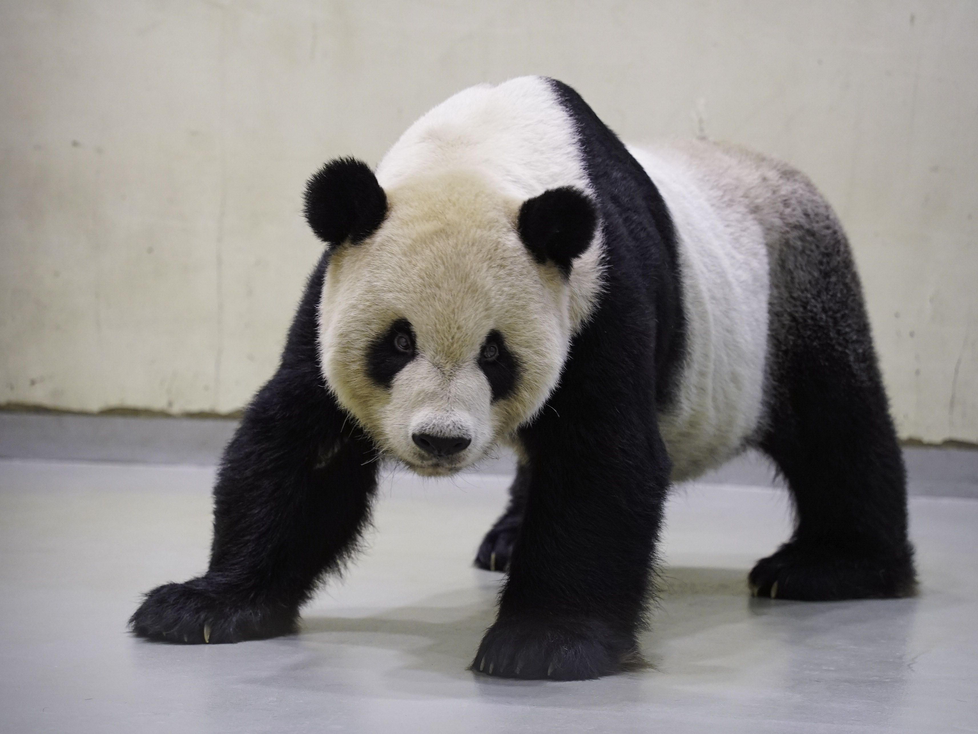 「團團」檢查完成返回大貓熊館休息。(圖/台北市立動物園提供)