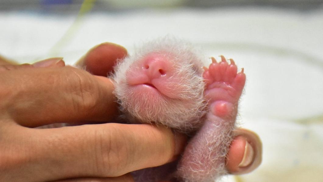 圓仔是當時院方透過人工受精,由圓圓所產下的貓熊寶寶。(圖/翻攝自Taipei Zoo 臺北市立動物園臉書)