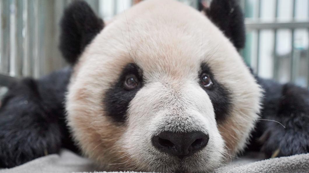 團團生病了。(圖/台北市立動物園提供)