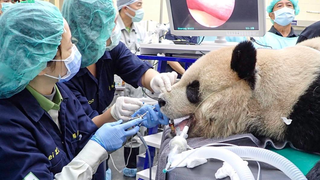 貓熊團團大腦病變!癲癇口吐白沫 去年早生病「全身麻醉」