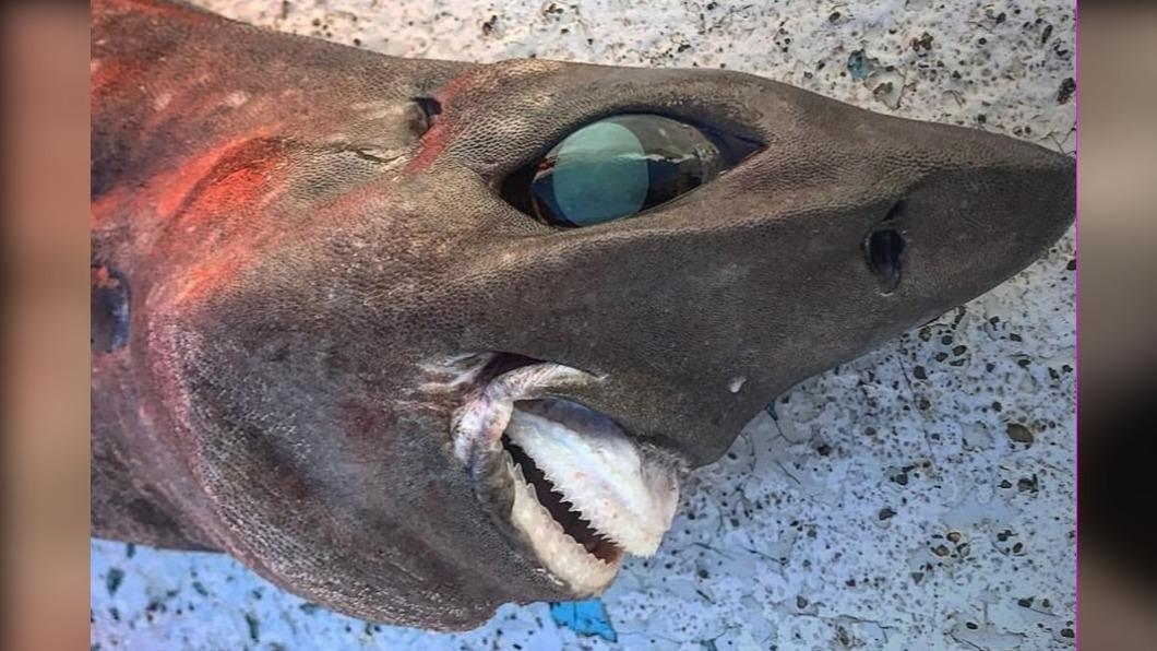 澳洲魚夫捕獲「大眼凸嘴」深海怪鯊 網嚇:噩夢中的生物