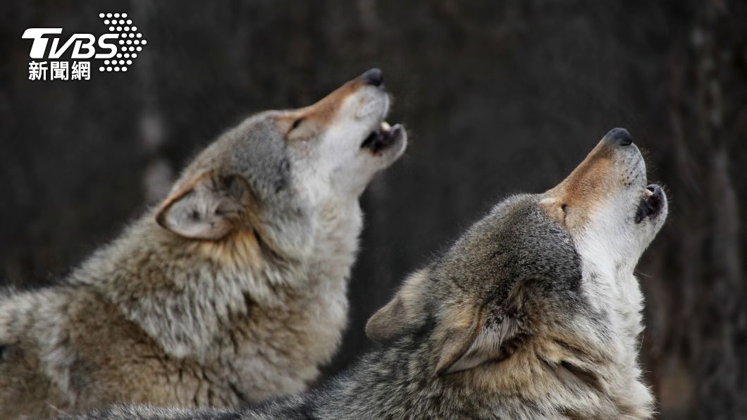 學狼嚎沒回應?動物園曝殘酷真相:地位太低「不屑理你」