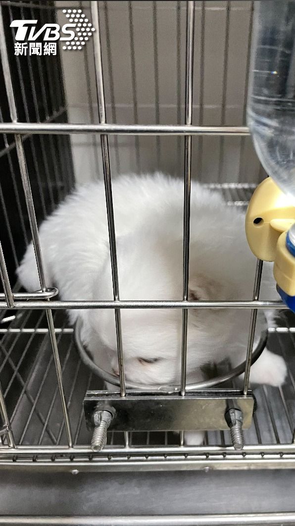 部分犬隻被割聲帶。(圖/新北市動保處)