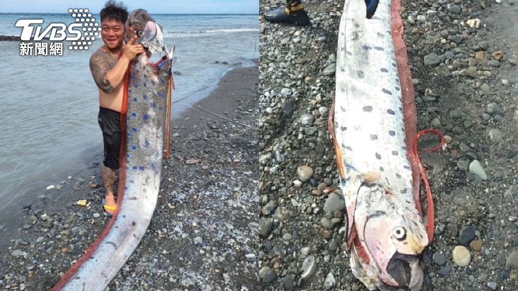 台東強震早預告?男6月釣6米巨型地震魚 百日後地牛翻身