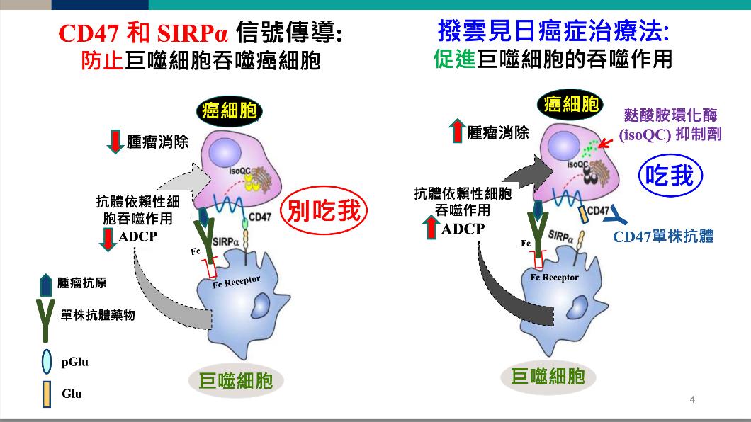國衛院與中研院共同組成新藥研發團隊,開發新型強效口服用的小分子isoQC抑制劑。(圖/國衛院院提供)