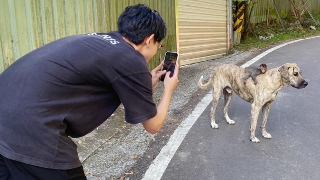 台版《狗狗猩猩大冒險》? 男星半路遭「奇特組合」攔截