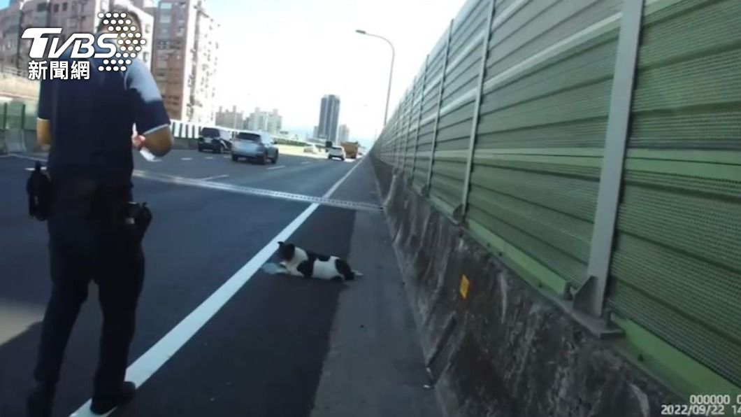 狗狗趴在快速道路路肩休息。(圖/TVBS)
