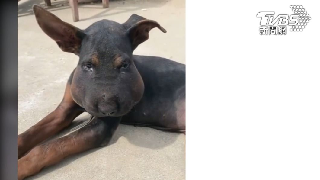 心疼! 狗狗臉竟腫成豬頭 飼主曝原因是「牠」