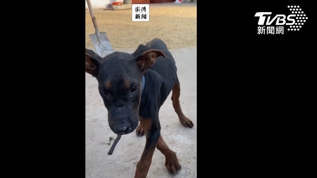 被咬狗狗的原貌(畫面翻攝微博/TVBS)