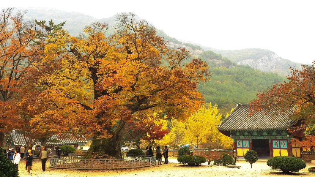韓國秋楓杏黃。（圖／可樂旅遊提供）