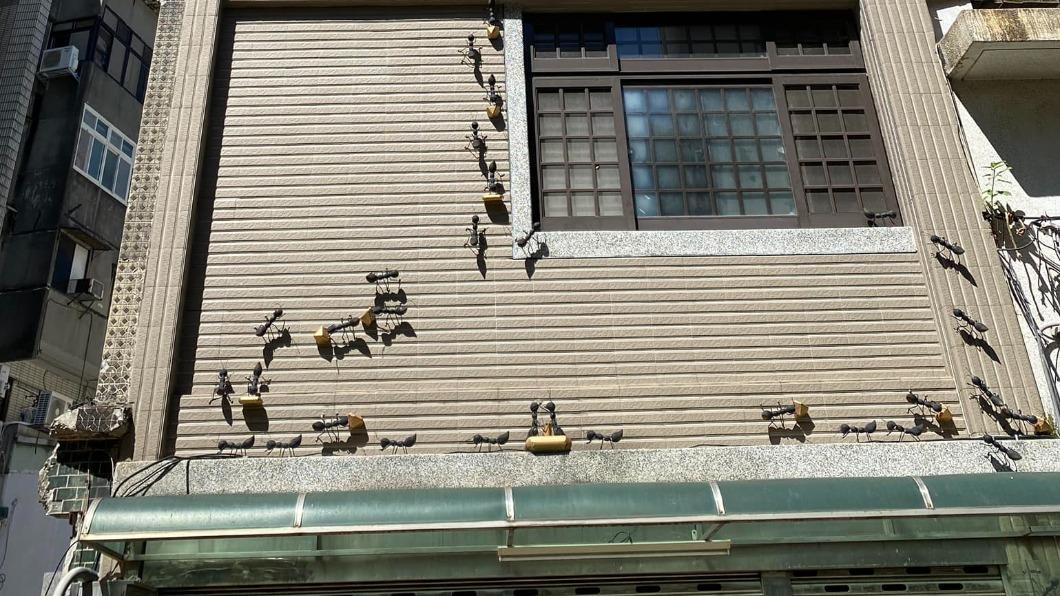 透天厝50隻「巨肥蟻王」猛竄!當地人曝真相 網嗨搶當鄰居