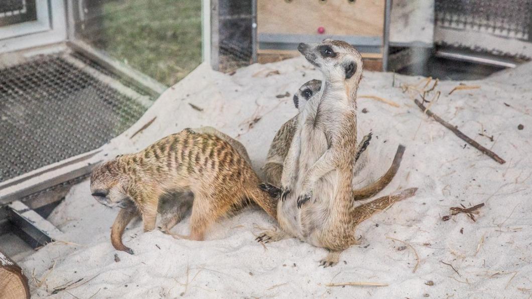 狐獴是最受遊客親睞的小動物之一。(圖/大手牽小手玩樂趣提供)