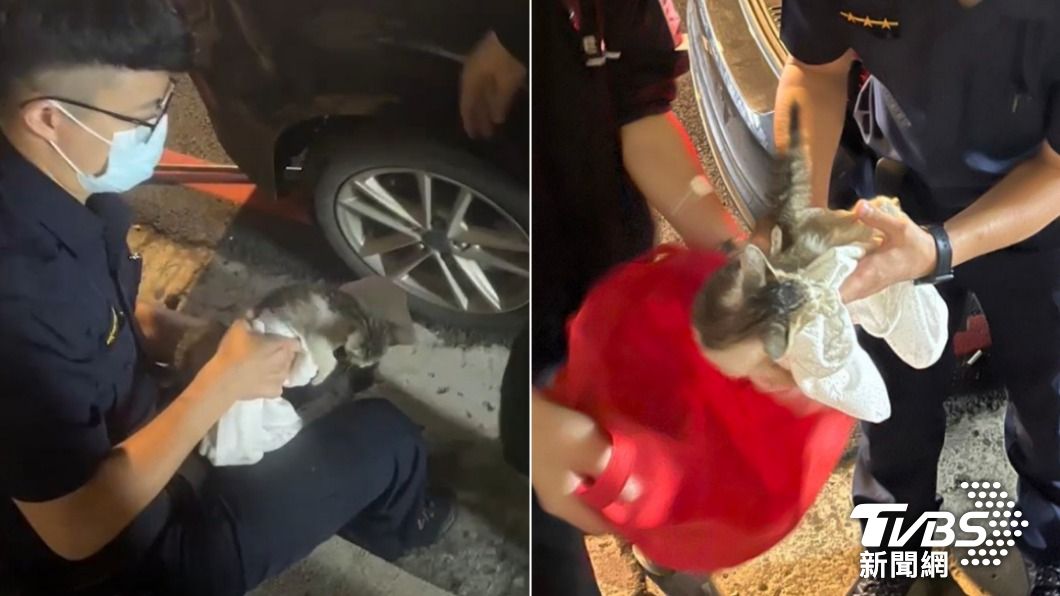 怕發動車子出命案!警民合力救浪貓 車主被萌翻當場收編
