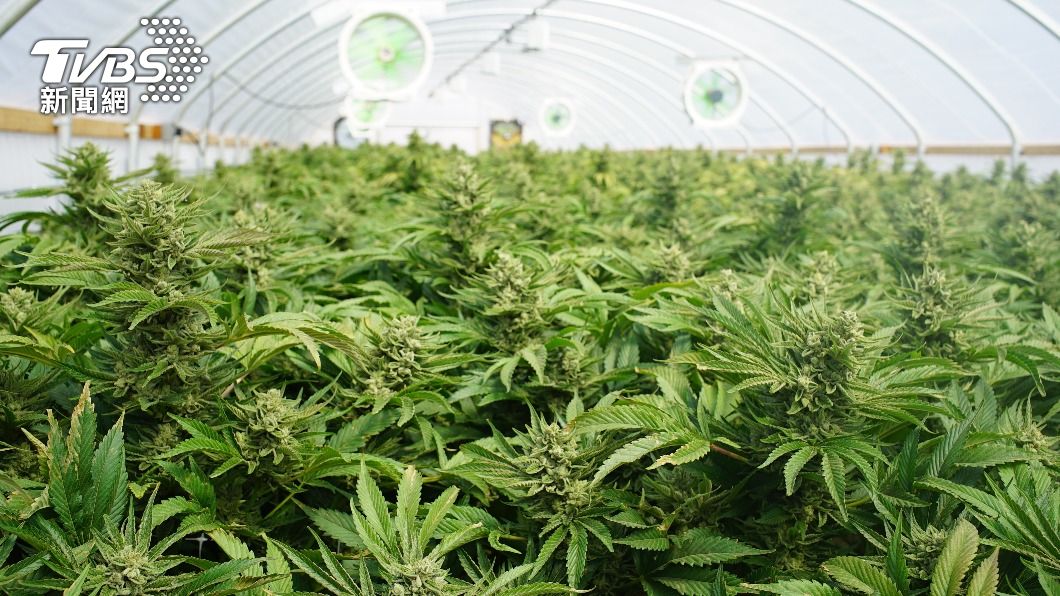癌末擴散等死!服用「大麻二酚」迷幻蘑菇 腫瘤消失了