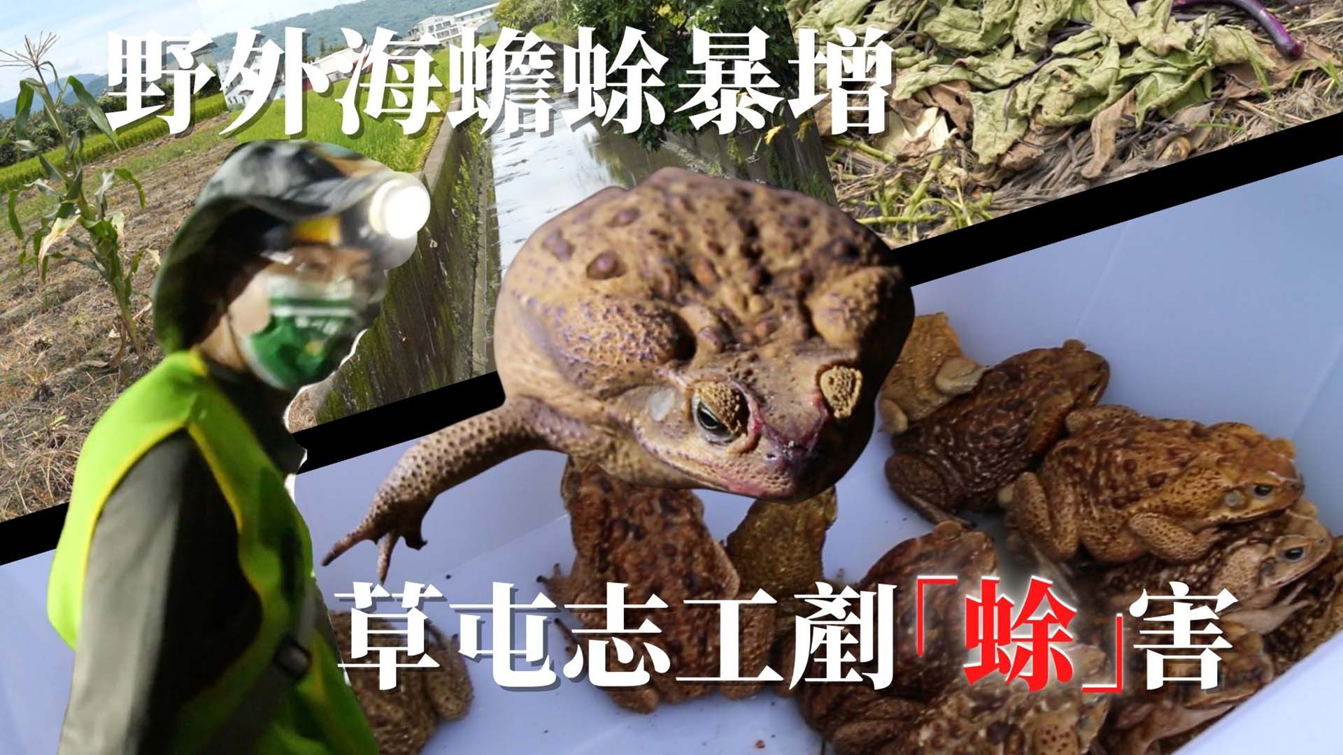 外來種海蟾蜍入侵 草屯志工剷「蜍」害