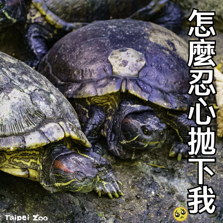 溫帶動物區的紅耳龜群數量莫名增加。（圖／台北市立動物園提供）