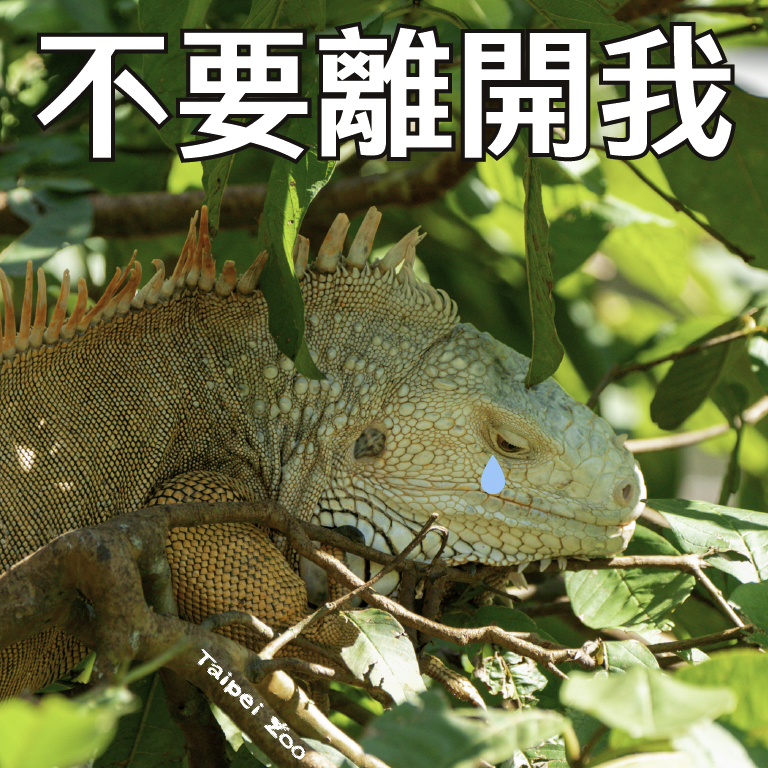 爬蟲館戶外區被丟棄受傷的綠鬣蜥。（圖／台北市立動物園提供）