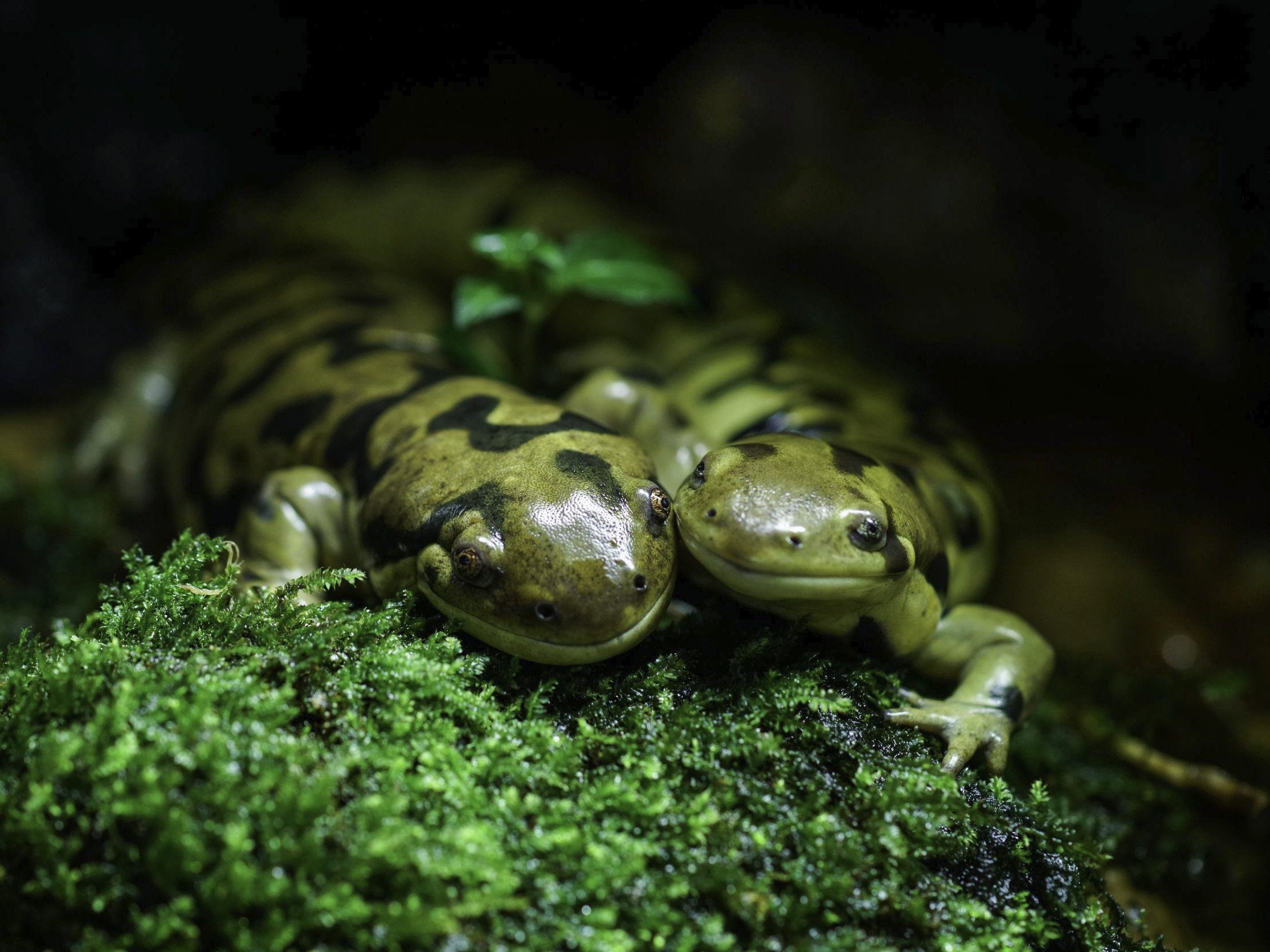 兩棲類和爬蟲類動物常見的傳染病有虹彩病毒、蛙壺菌、疱疹病毒、沙門氏桿菌、分枝桿。（圖／台北市立動物園提供）
