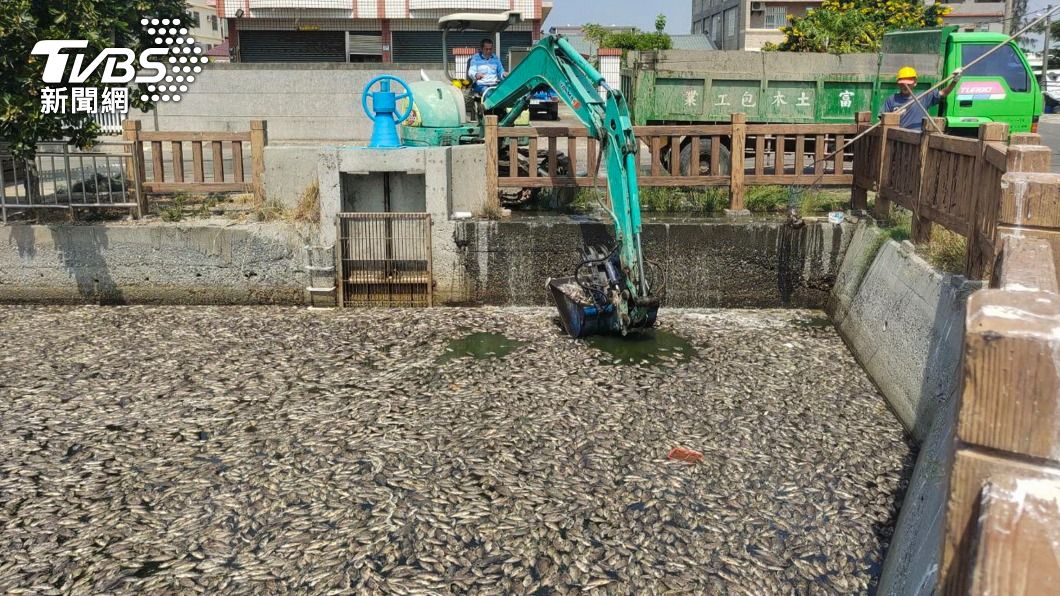 秋老虎發威! 嘉義縣東石溝渠「浮出大批魚屍」飄惡臭