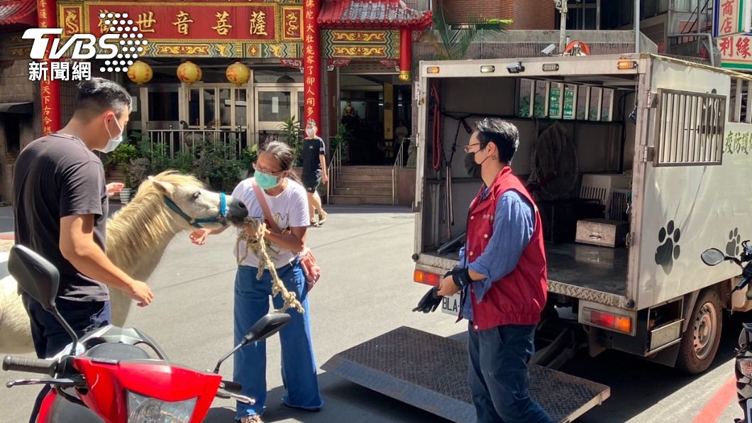 動保處人員欲將牠帶回安置，迷你馬不願上車。（圖／TVBS）