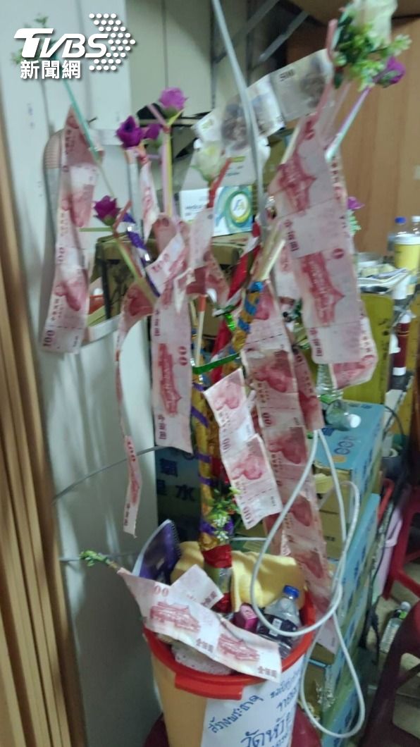 羅姓女子的招財樹。(圖/TVBS)