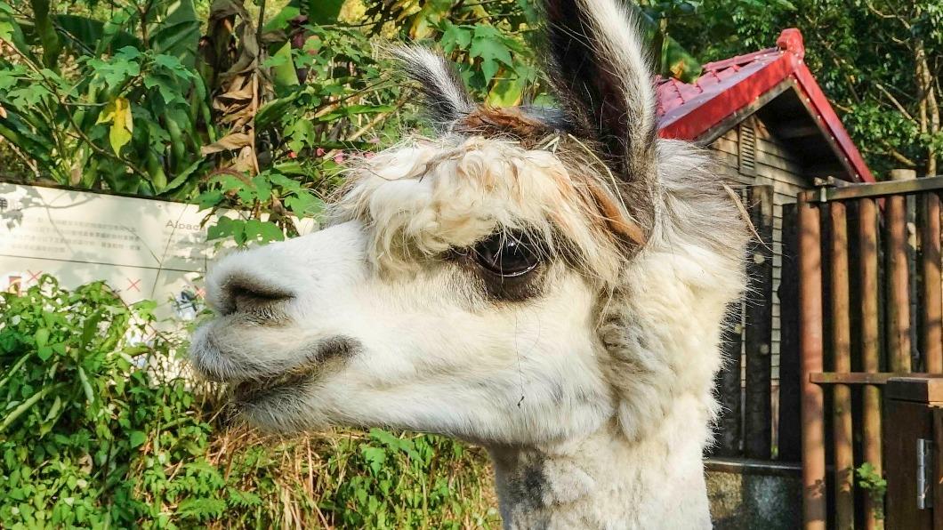 多圖／比爾蓋茲來動物園？保育員將辦「我愛紅娘」草泥馬要生了
