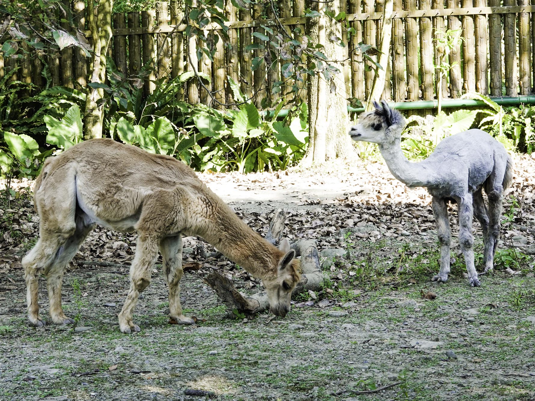 目前公羊駝和駱駝住在一起。(左起)比爾、蓋茲。(圖/台北市立動物園提供)