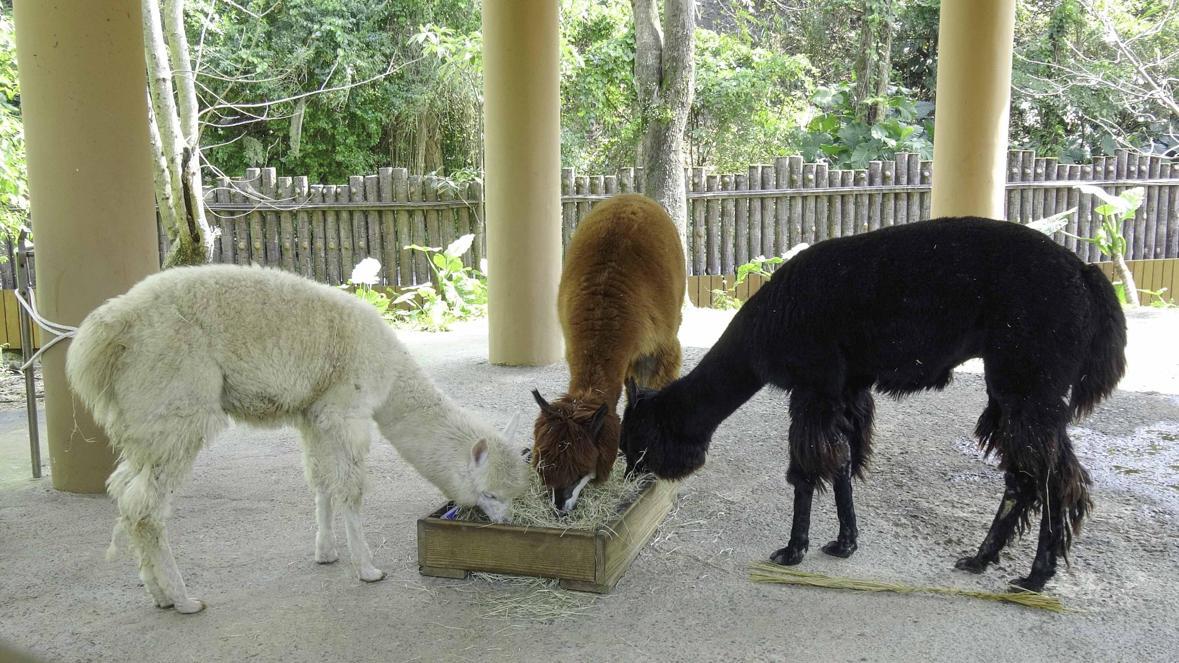 動物園也換出1公2母,共3隻羊駝到綠世界生態農場。(圖/台北市立動物園提供)