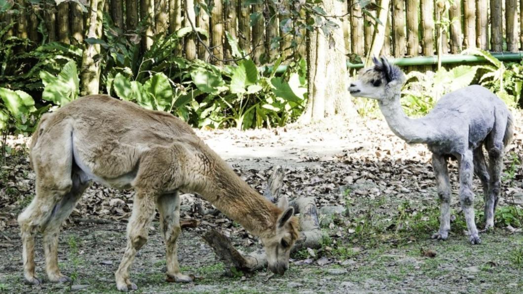 北市動物園羊駝注新血 10月料有新生兒報到