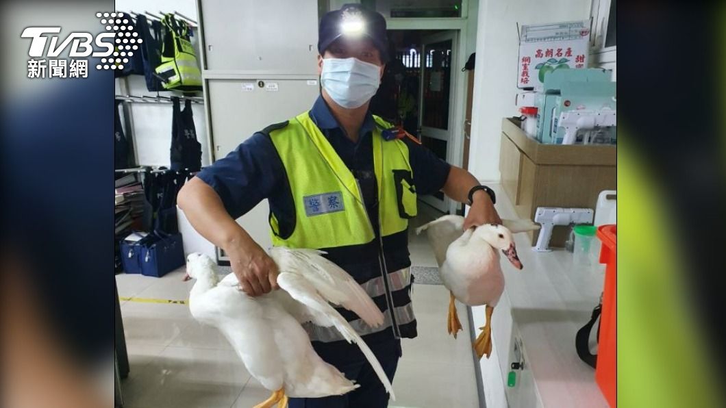 進補?都市人行道驚傳呱呱聲 警追入草叢「扣鴨」回所