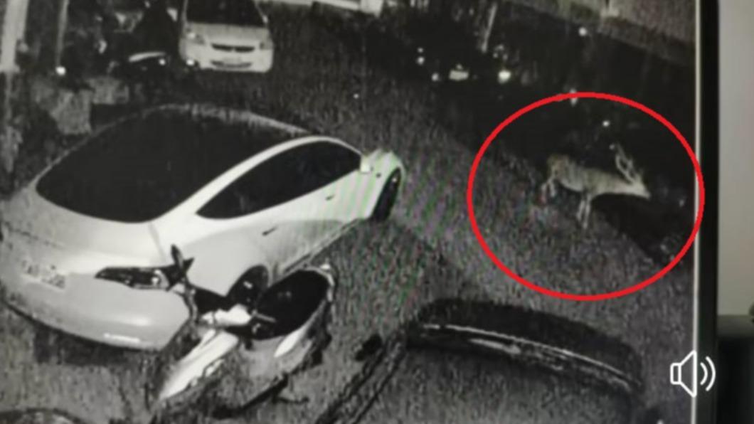 梅花鹿遭3野狗狂追!嚇壞跳上特斯拉 車主見刮痕心淌血