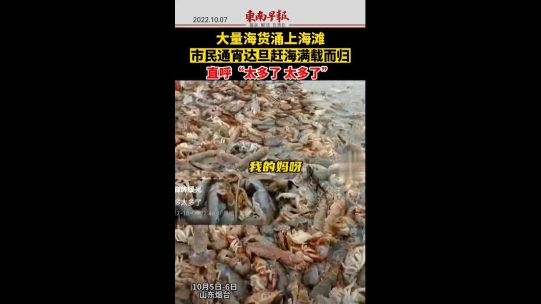 沙灘都是蝦、海腸！天降免費海鮮　山東居民湧入掃貨