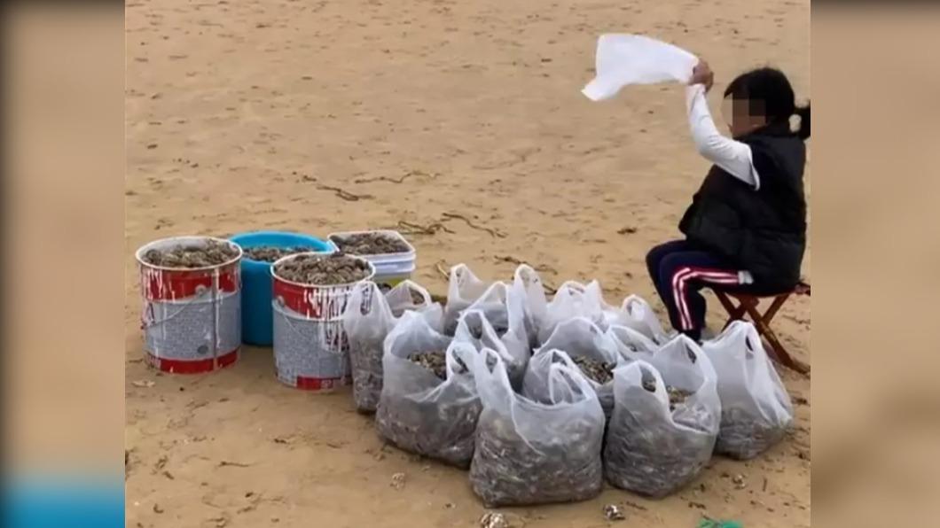 大批煙台民眾湧入海灘,用水桶、袋子撿拾許多免費海鮮回家。(圖/翻攝自微博影音)