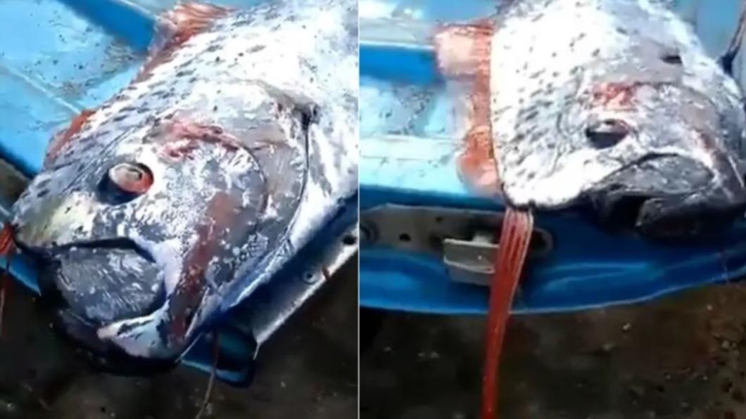 災難前兆?才爆6.9強震 漁民捕獲近「5公尺怪物地震魚」