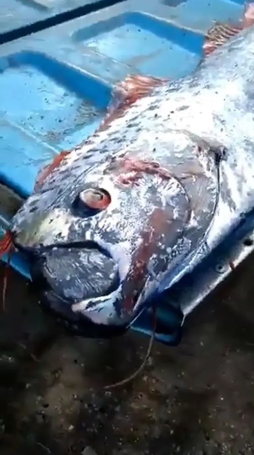 地震魚超級巨無霸。（圖／翻攝自推特）