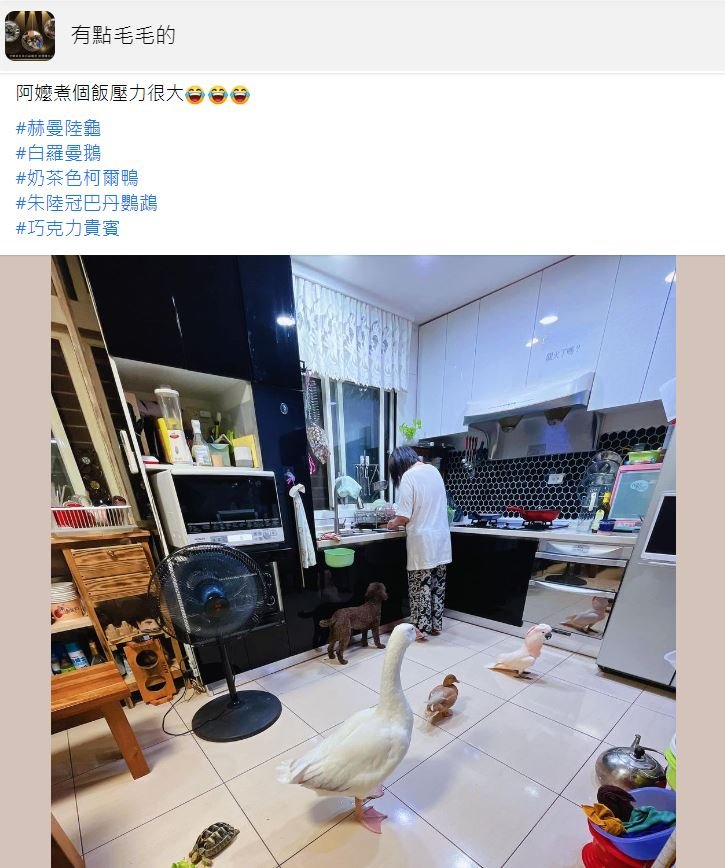 阿嬤身後出現一排「監工大隊」。(圖/翻攝自有點毛毛的臉書)