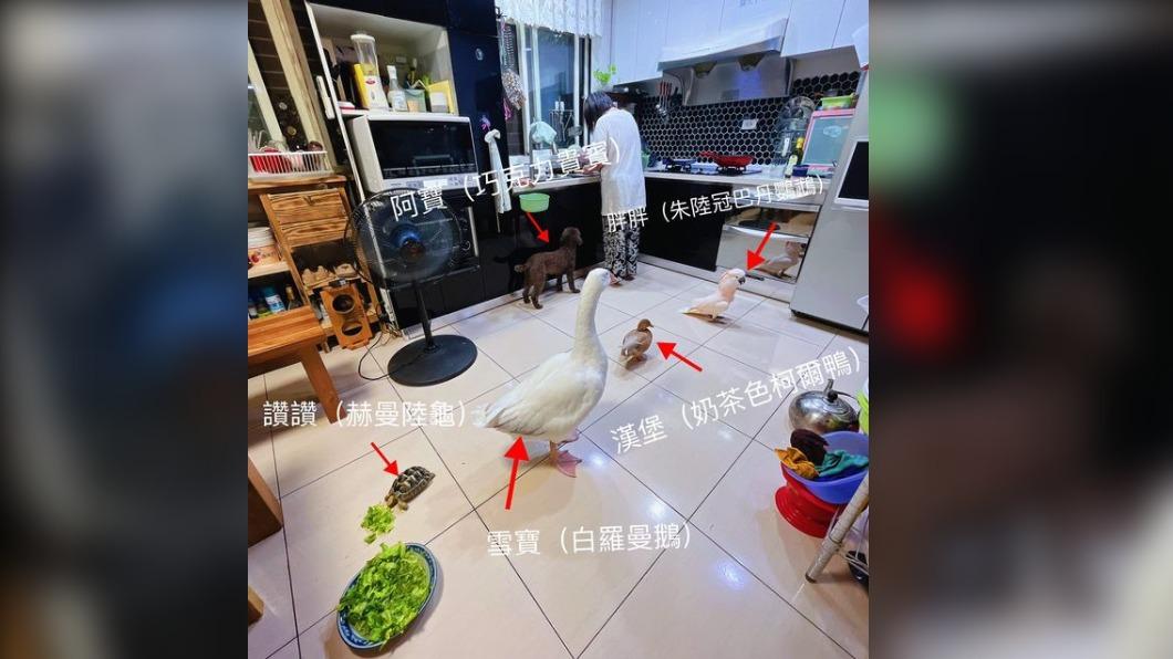 監工大隊？阿嬤埋頭做飯「一群孫子」猛盯：壓力很大
