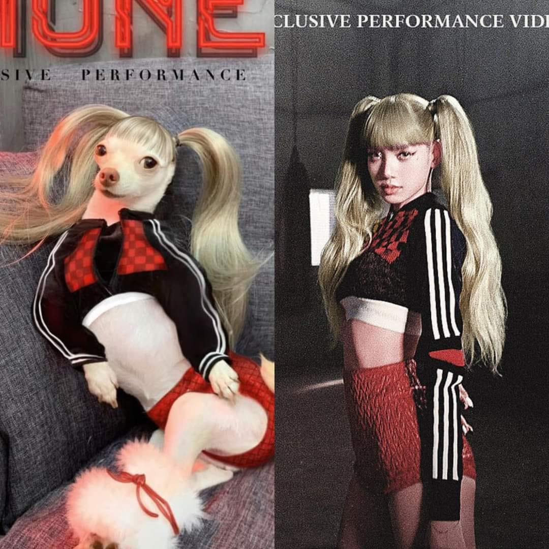 吉娃娃被扮成Black Pink成員Lisa,在《MONEY》MV中綁雙馬尾的樣子。(圖/翻攝自爆廢公社公開版)