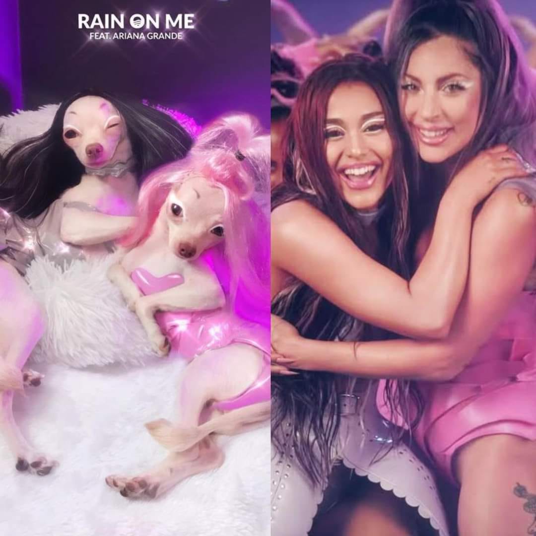 兩隻吉娃娃扮成Ariana Grande和Lady GaGa在MV中的裝扮。(圖/翻攝自爆廢公社公開版)