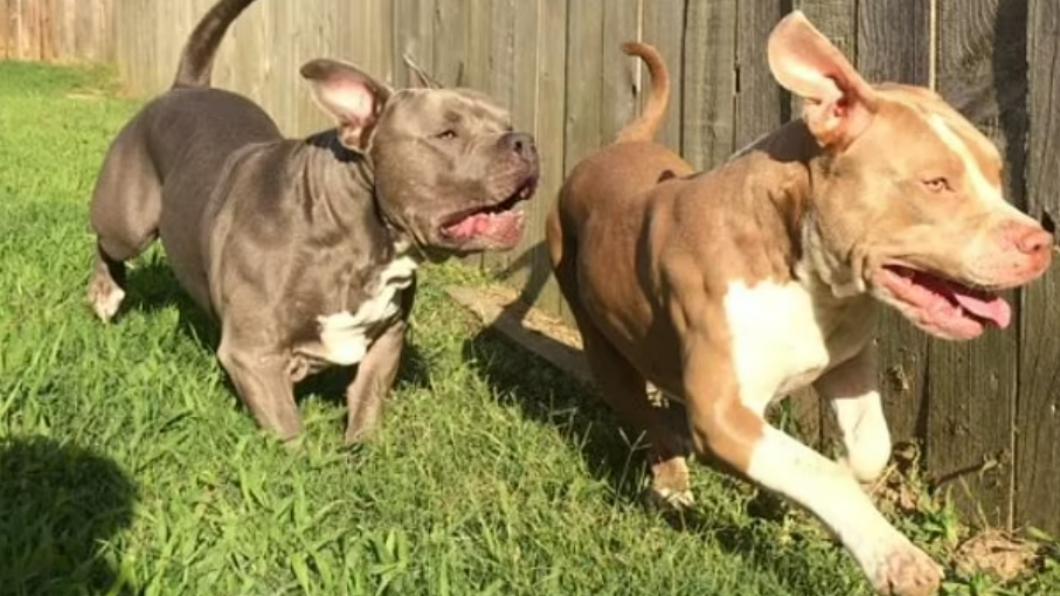 曾是她的全世界!比特犬突發狂咬死2幼童 母全身傷住院